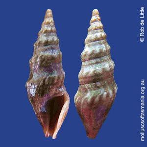 Vexitomina agnewi