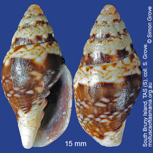 Volutomitra