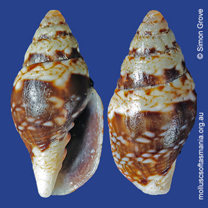 Volutomitra obscura