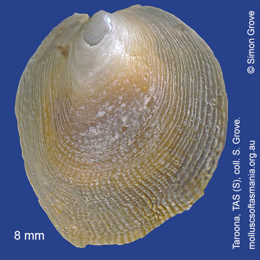 Vulsella ovata