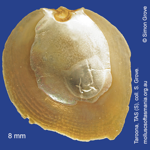 Vulsella ovata