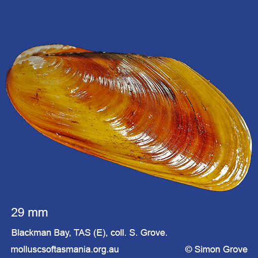 Xenostrobus inconstans