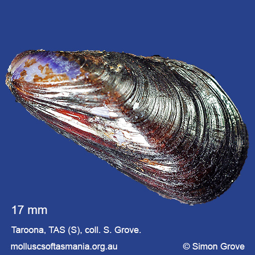 Xenostrobus pulex