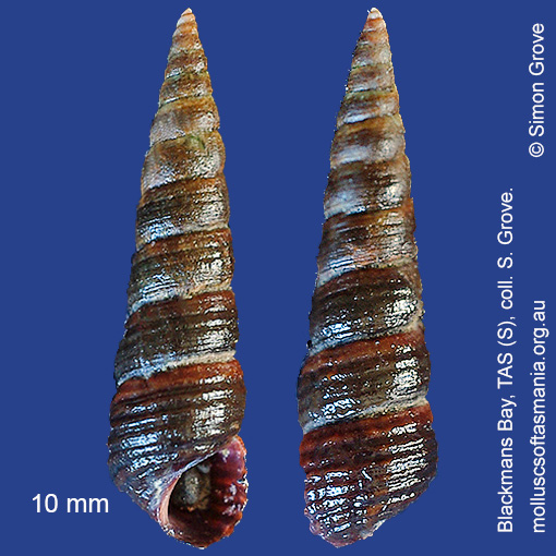 Zeacumantus plumbeus