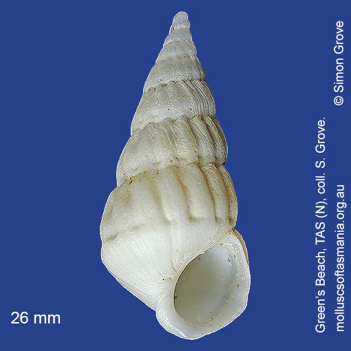 species image