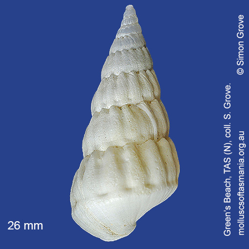 species image