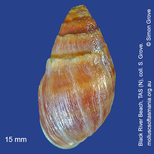 species image