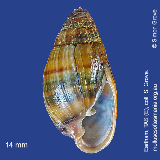 species image