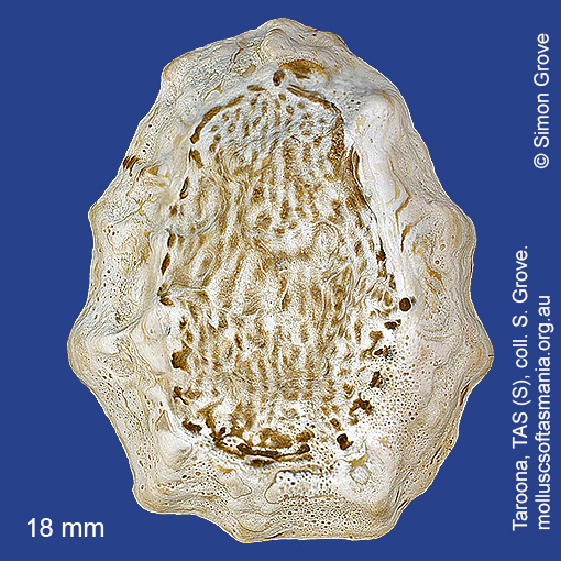 Patelloida latistrigata | Molluscs of Tasmania