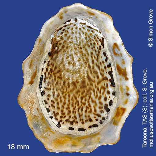 Patelloida latistrigata | Molluscs of Tasmania