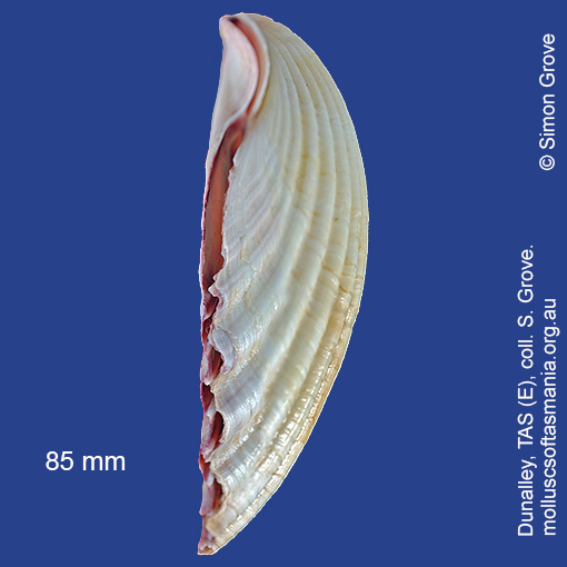 species image