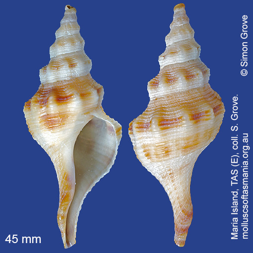 species image