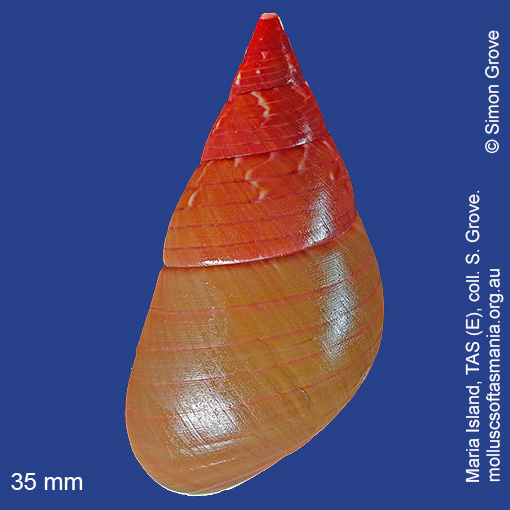 species image