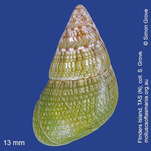 species image