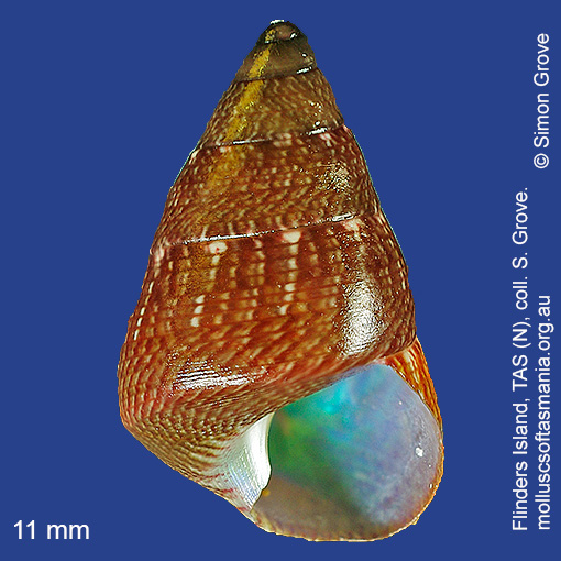 species image