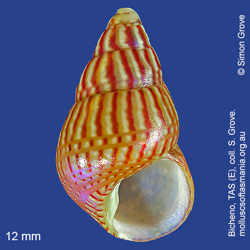 Phasianotrochus irisodontes | Molluscs of Tasmania