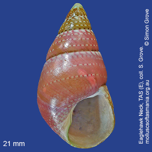 species image