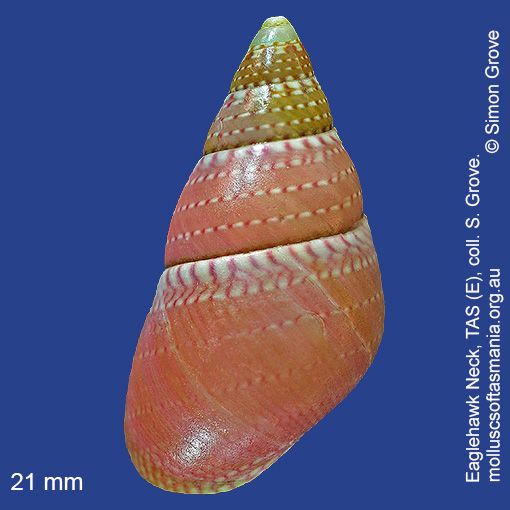 species image