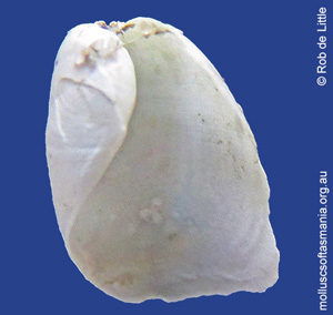 Philine columnaria