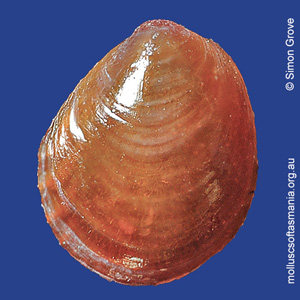 Philobrya crenatulifera