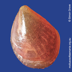 Philobrya rubra