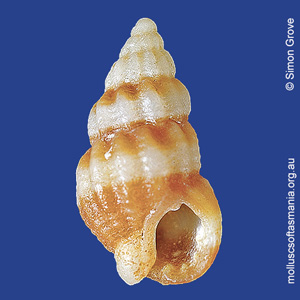 Phrontis compacta