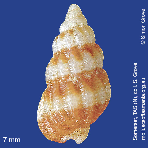 species image