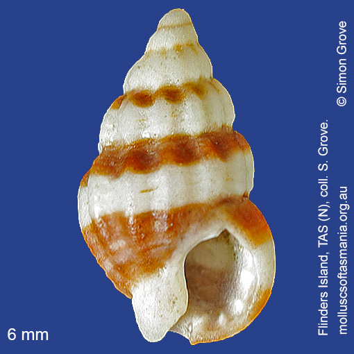 species image