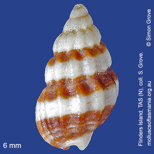 species image