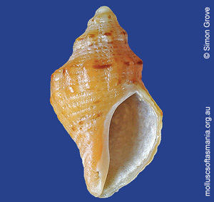 Phycothais reticulata