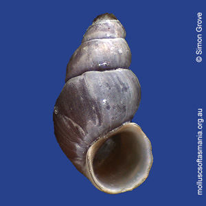 Pisinna megastoma