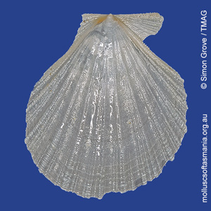 Pseudamussium challengeri