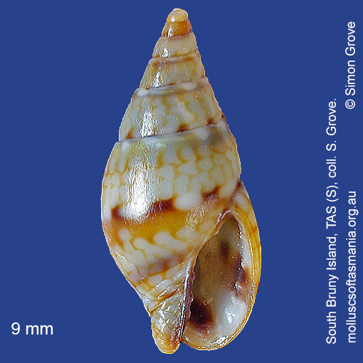 species image