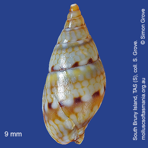 species image