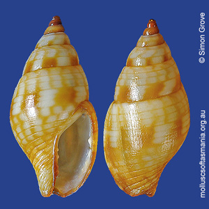 Pseudamycla miltostoma