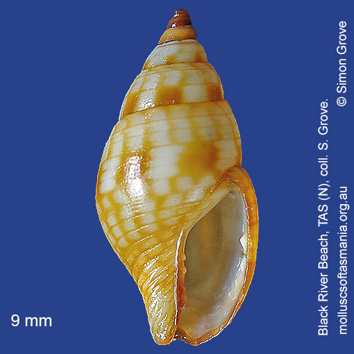 species image