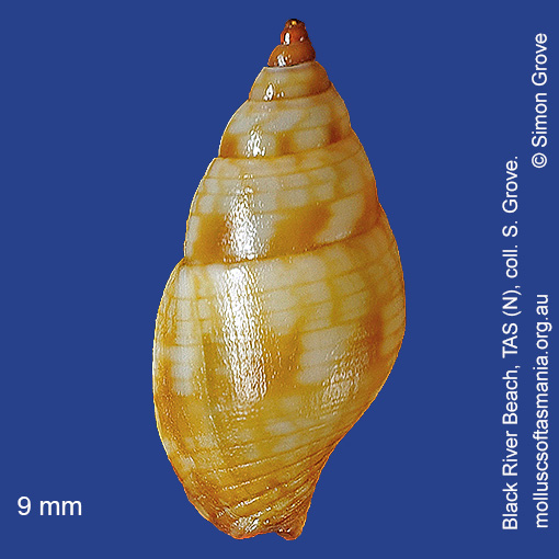 species image