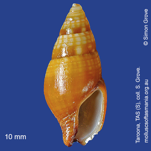 species image