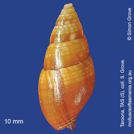 species image