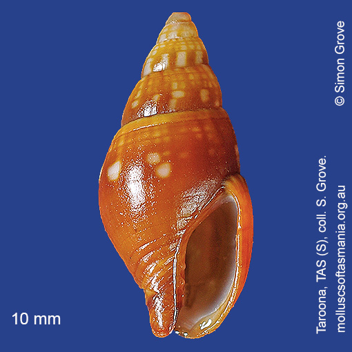 species image