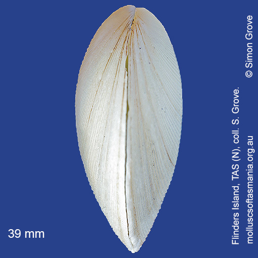 species image