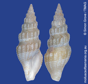 Pseudomelatomidae unplaced TAS sp 01