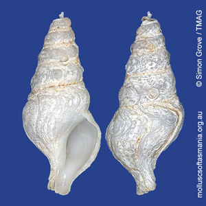 Pseudomelatomidae unplaced TAS sp 03