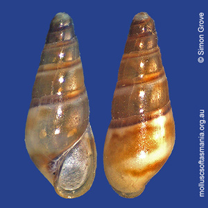 Pseudorissoina perexigua