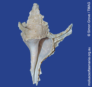 Pterochelus duffusi