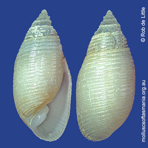 Pupa tragulata