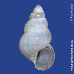 Pusillina angulata