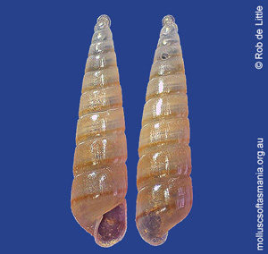 Pyramidellidae unplaced TAS sp 02