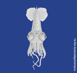 Pyroteuthis margaritifera