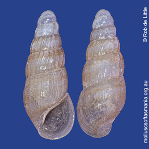 Rissoina gertrudis